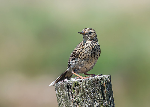 Another Pipit Post