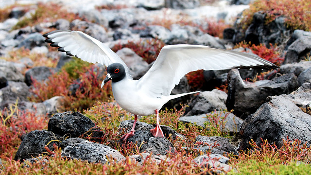 Swallow-tailed Gull - Creagrus furcatus    [ Endemic ]