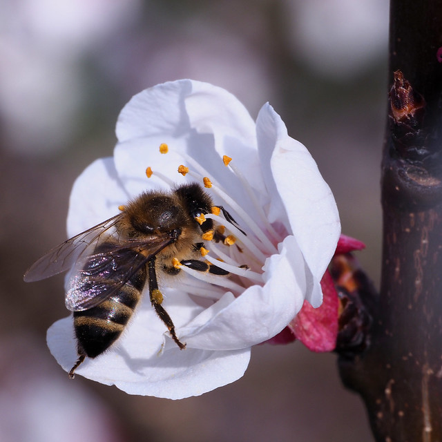 Honigbiene an Aprikosenblüte