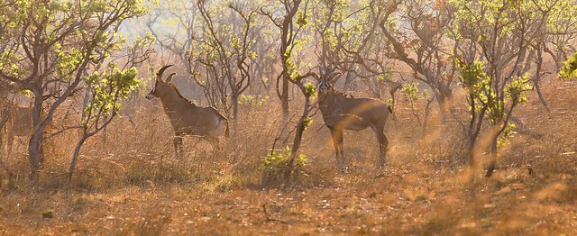 Roan Antelopes, Katavi National Park, Tanzania
