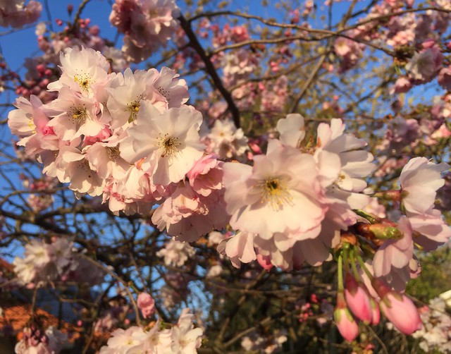 #Real#…Blüten am 8. März…Flickr Friday 575…