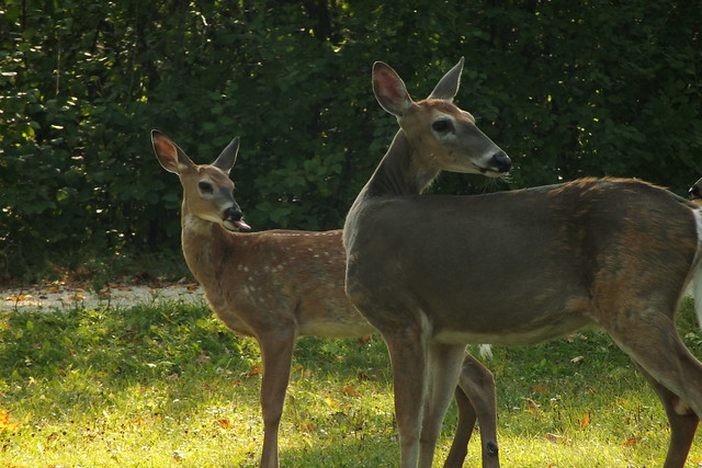 Doe and fawn wondering....
