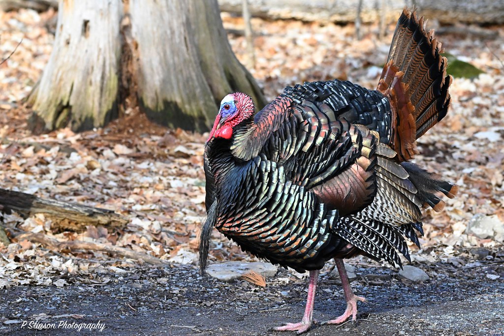 Tom Turkey | Among the largest birds in North America. The l… | Flickr