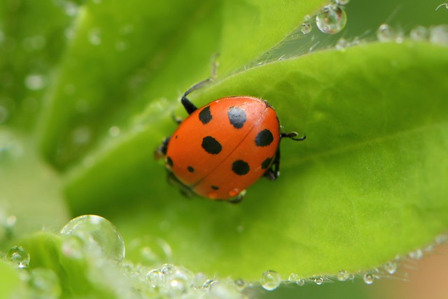 Ladybug on a leaflet of Canyon Lupine