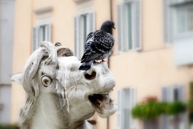 Pigeon biset sur la sculpture de la fontaine de Neptune (place Navone, Rome)