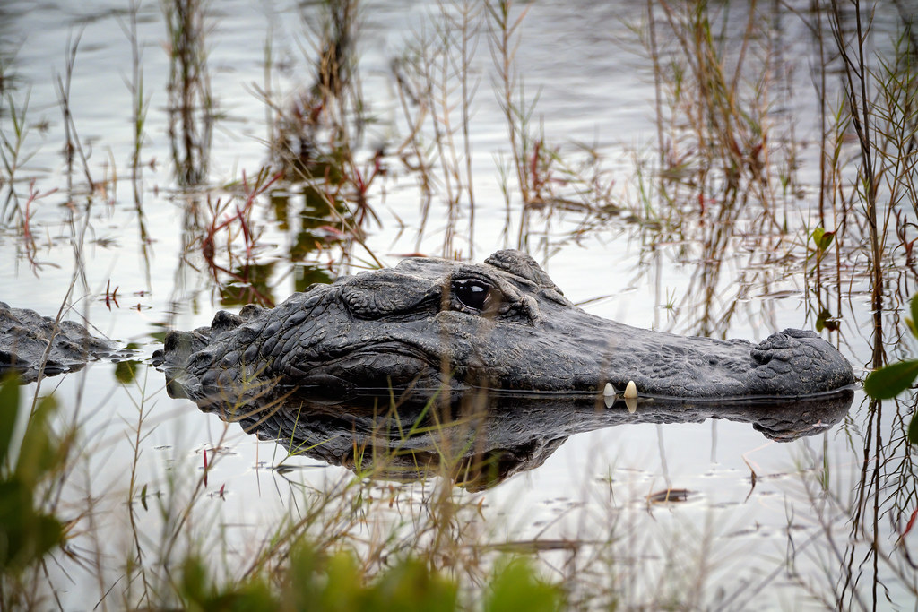 Gator in the Swamp
