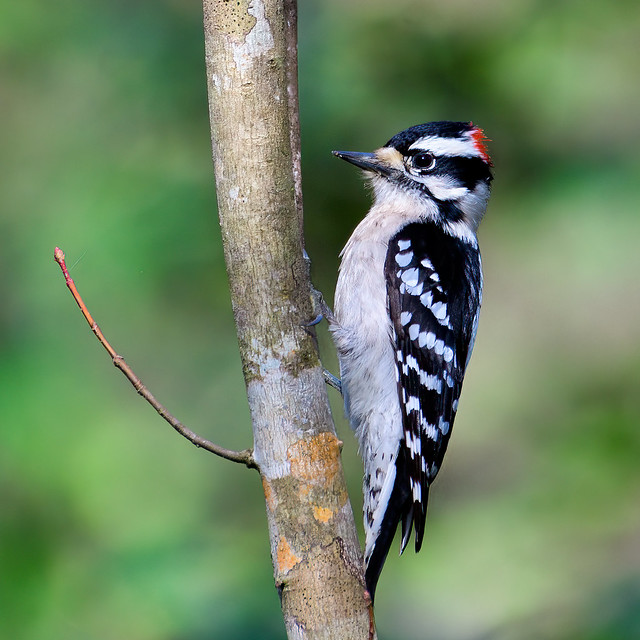 Downy Woodpecker (m) DSC_9066-Edit
