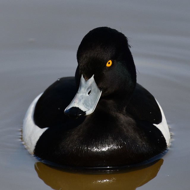 Tufted Duck ♂