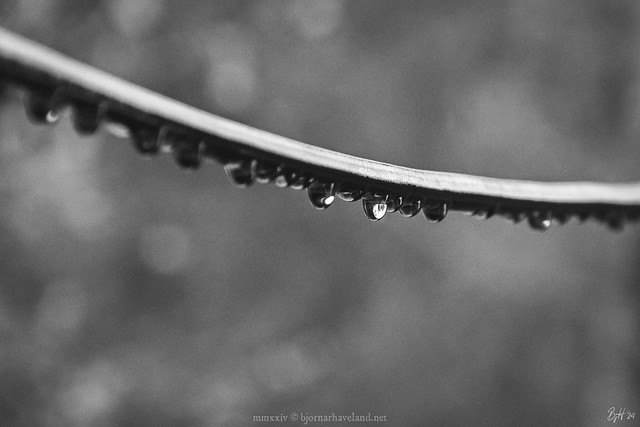 Drops on a wire