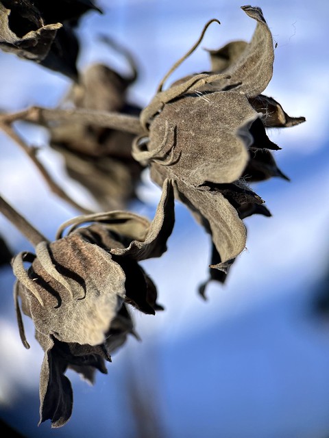 Rose of Sharon in winter