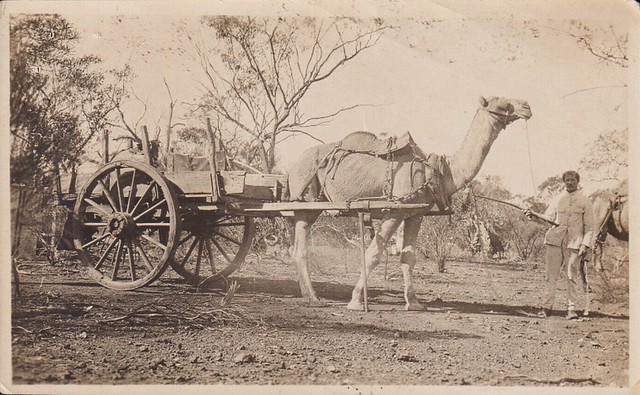 Afghan with his camel, Sandstone, Western Australia - early 1900s