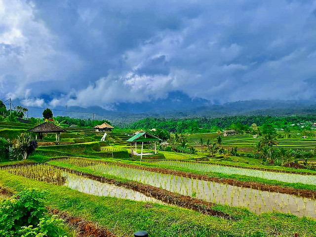 UNESCO World Heritage site Jatiluwih Rice Terraces, Bali, Indonesia ✨Explored, March8, 2024✨
