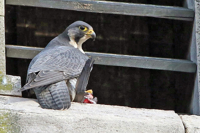 Peregrine Falcon with Prey .