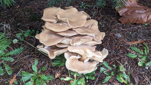 Port Ludlow WA - North Bay - mushrooms