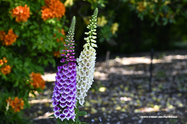 Digitalis (Foxgloves)  -  (Published by GETTY IMAGES)