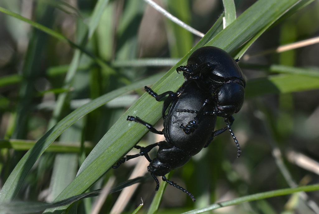bloody-nosed beetle (Timarcha tenebricosa)