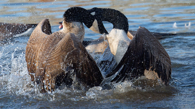 geese fighting - bagarre entre oies