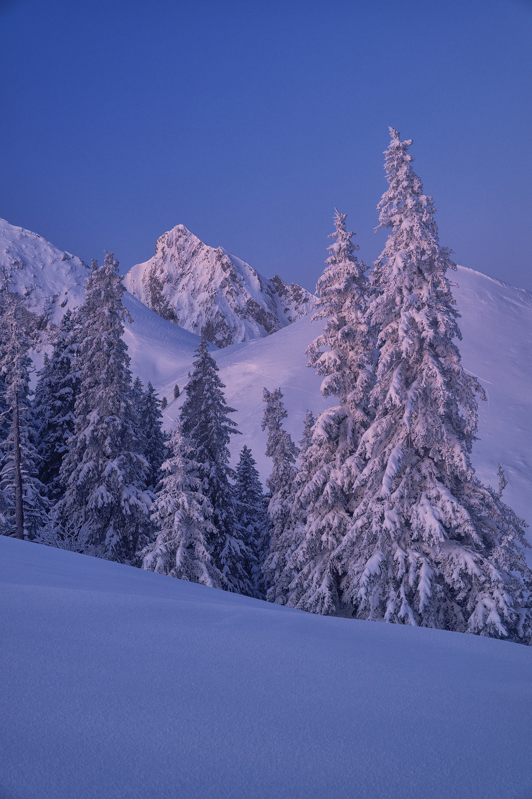 Snowy forest - Gantrisch
