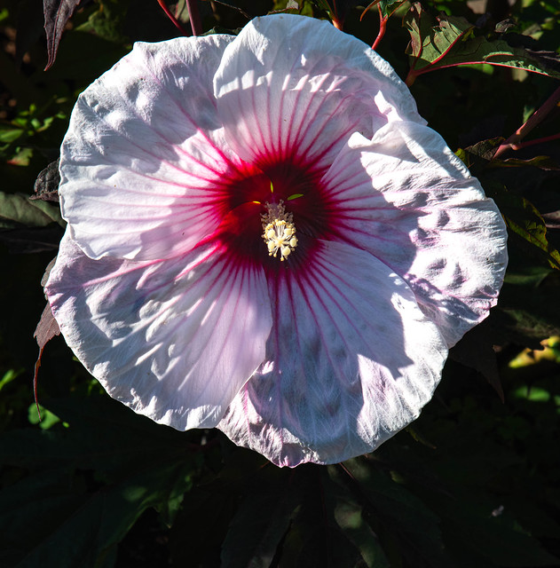Tropical Hibiscus on a Summer Morning
