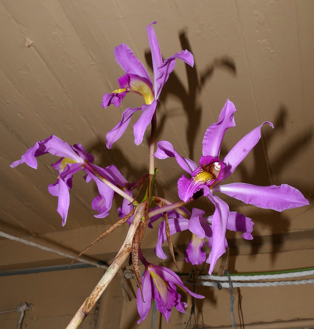 Laelia superbiens species orchid