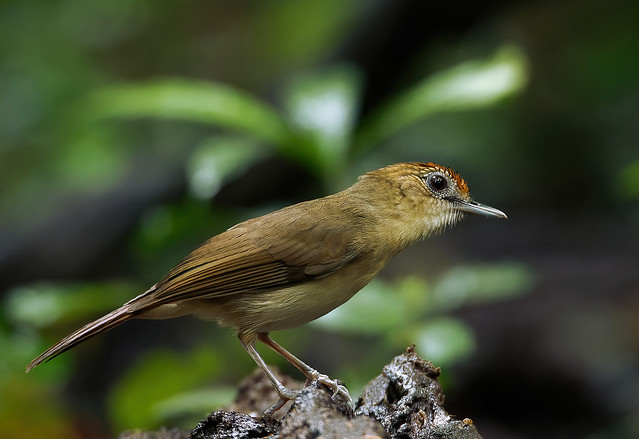 Scaly-crowned babbler