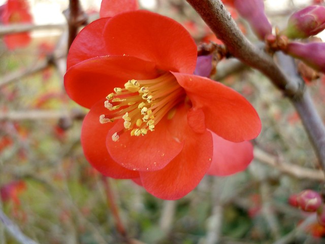 Rote Zierquitten-Blüte