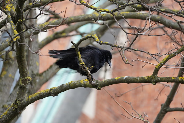 Crow on a tree