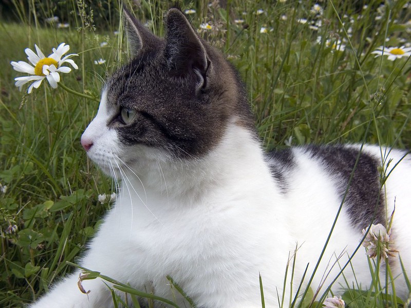 Cat head angle: reference photo 5 by Gunnar Ries zwo