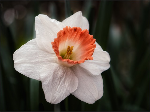 Narcissus ‘Pink Charm’ large-cupped daffodil
