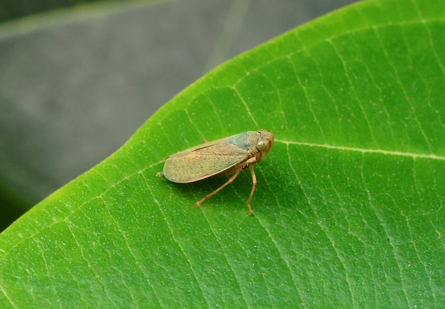 Leafhopper --- Calodia sp