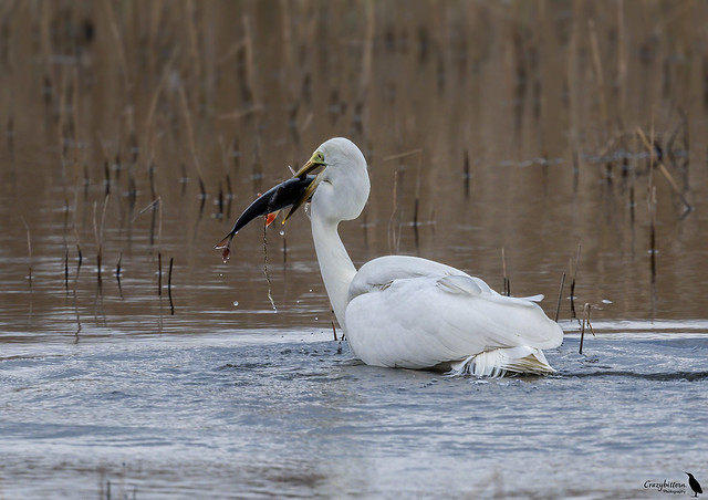 Great White Egret with catch ( Rudd )