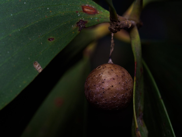 The egg sac of a net casting spider, suspended from a leaf