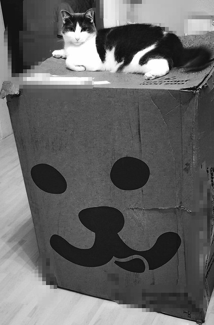 Cat on the Box
