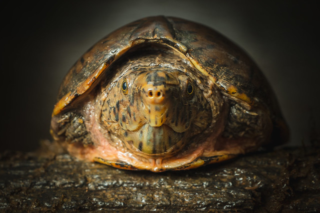 Loggerhead Musk Turtle (Sternotherus Minor)