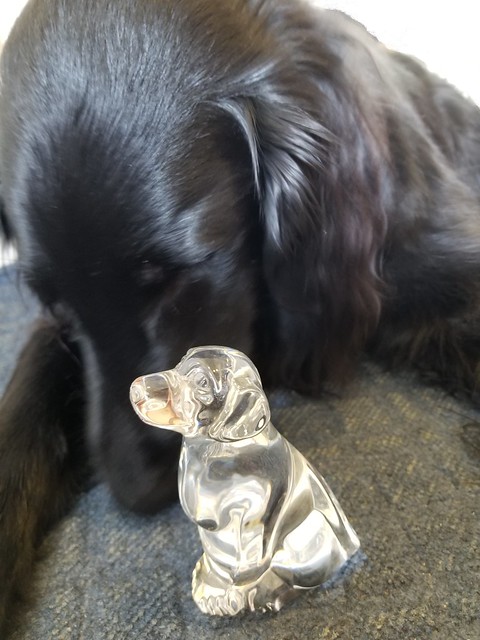 Real dog inspects glass dog