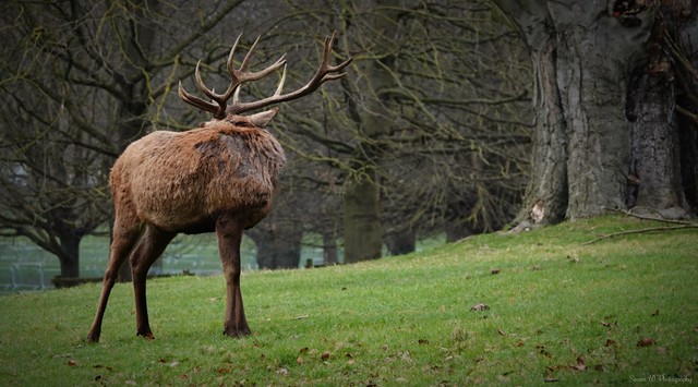 Wollaton Park - Deer (03). March 2024