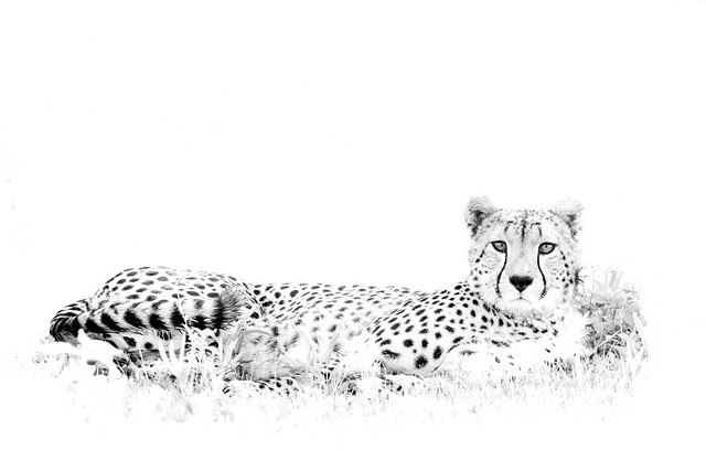 Cheetah in High Key