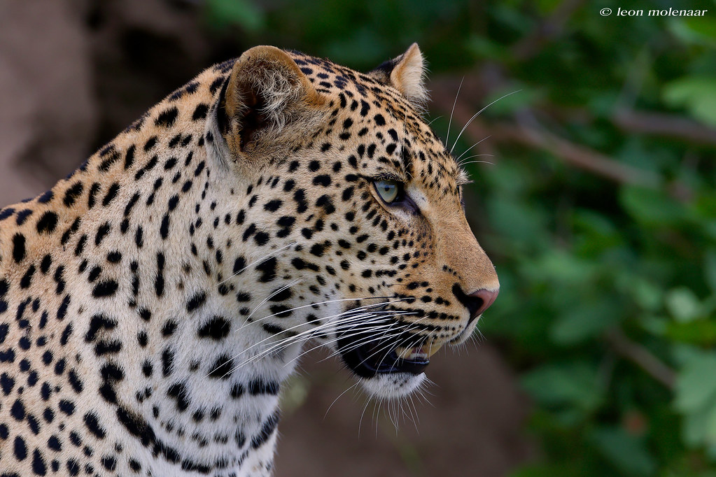 Portrait of an African Leopard