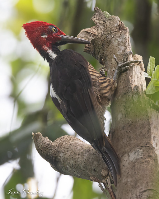 Guayaguil Woodpecker