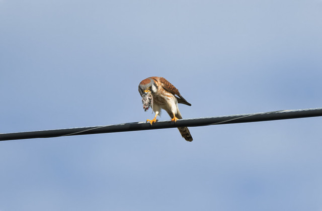 American Kestrel with a meal 1