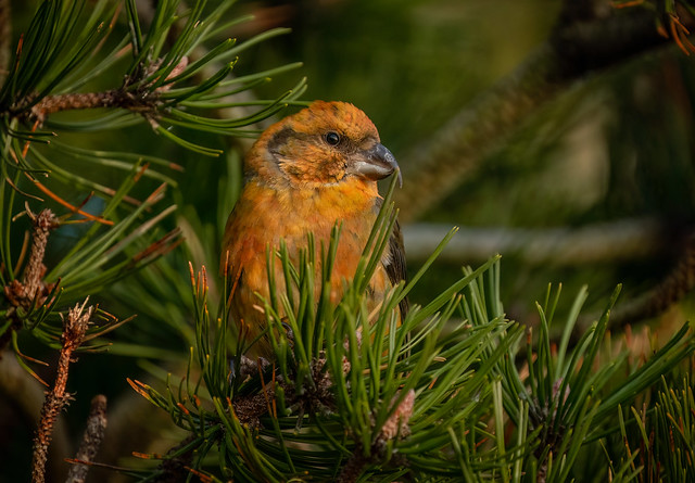 The Colourful Crossbills