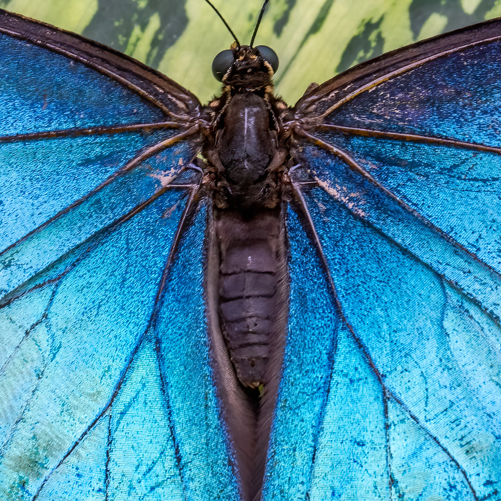 Common Blue Morpho butterfly