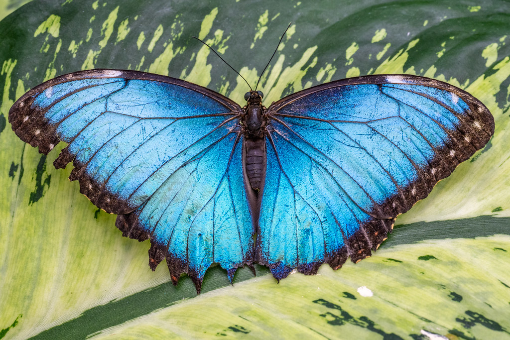 Common Blue Morpho butterfly