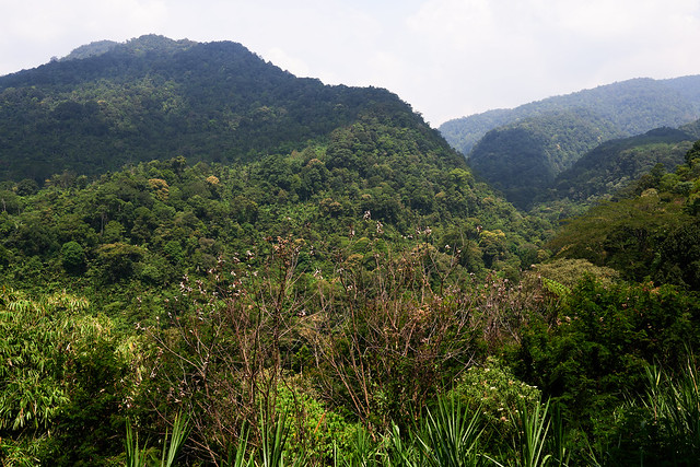 Bogor Hills