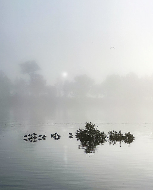 Moyuya River Bird Reflection Sunrise