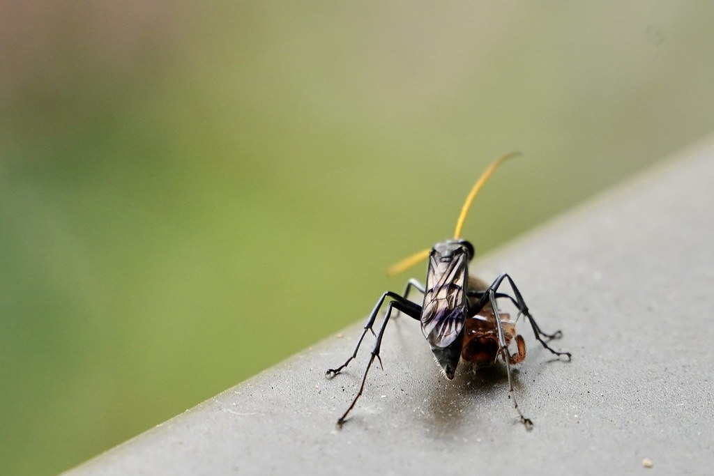 Mud-nesting Spider Wasp