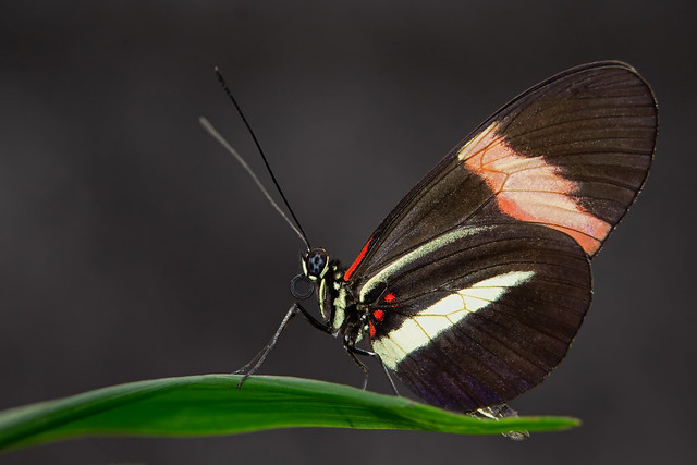 Heliconius melpomene Butterfly