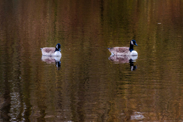 Canada geese in cold waters ! - March 2024