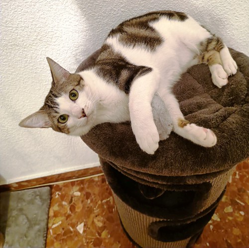 Aitor, gatito blanquipardo muy guapo nacido en Mayo´23, en adopción. Valencia. ADOPTADO. 53576569481_44af237b14