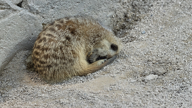 Sleepy meerkat